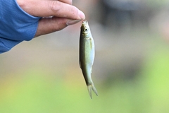 Hemiculter leucisculus