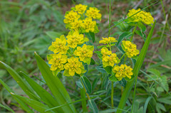 Euphorbia verrucosa