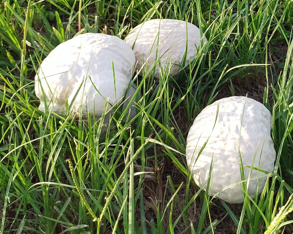 Calvatia lilacina · July 2021 · photo: © deerjacksonhu (iNaturalist, cc-by)