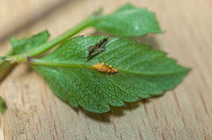 Puccinia mei-mammillata