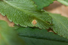 Puccinia mei-mammillata
