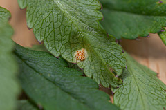 Puccinia mei-mammillata