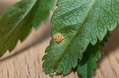 Puccinia mei-mammillata