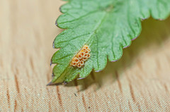 Puccinia mei-mammillata