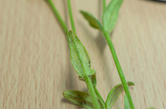 Peronospora trivialis