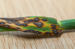 Mastigosporium album