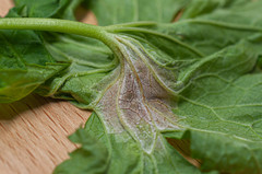 Plasmopara geranii-silvatici