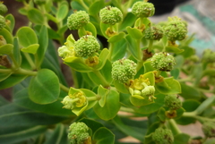 Euphorbia jolkinii