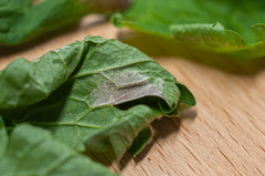 Plasmopara geranii-silvatici