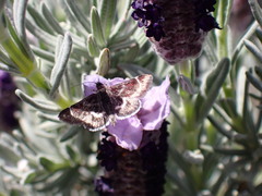 Pyrausta acontialis