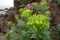 Euphorbia jolkinii