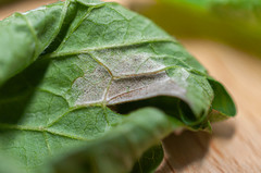 Plasmopara geranii-silvatici