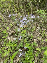 Phlox divaricata laphamii