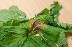 Plasmopara geranii-silvatici