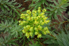 Euphorbia jolkinii