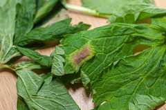 Plasmopara geranii-silvatici