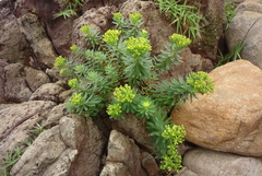 Euphorbia jolkinii