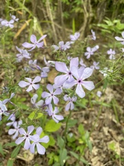 Phlox divaricata laphamii