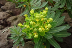 Euphorbia jolkinii