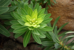 Euphorbia jolkinii