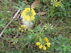 Coronilla minima
