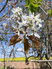 Amelanchier × lamarckii