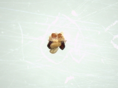 Araneus triguttatus