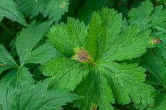 Plasmopara geranii-silvatici