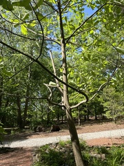 Magnolia macrophylla ashei