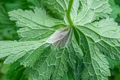 Plasmopara geranii-silvatici