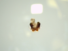 Araneus triguttatus