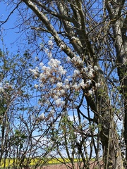 Amelanchier × lamarckii