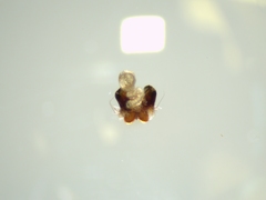 Araneus triguttatus
