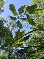 Magnolia macrophylla ashei