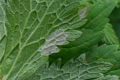 Plasmopara geranii-silvatici