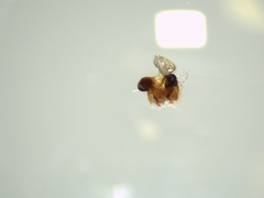 Araneus triguttatus