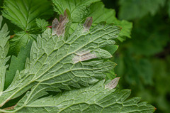 Plasmopara geranii-silvatici