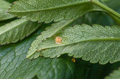 Puccinia mei-mammillata