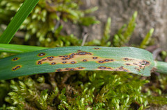 Mastigosporium album