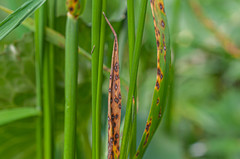 Mastigosporium album