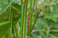 Mastigosporium album
