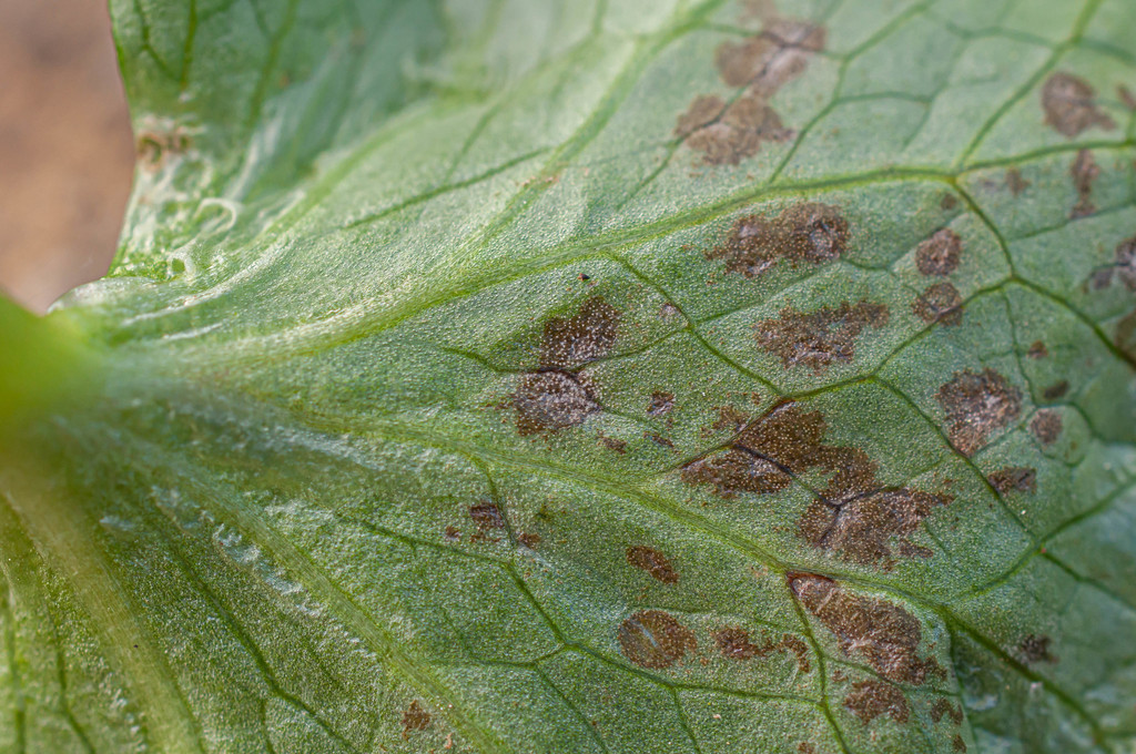 Ramularia calthae