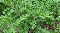 Achillea filipendulina