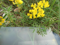 Coronilla minima