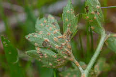 Uromyces alpinus