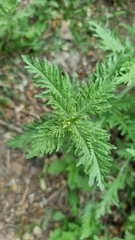 Achillea filipendulina