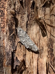 Semioscopis inornata