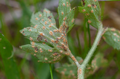 Uromyces alpinus