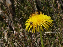 Nomada goodeniana