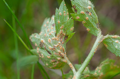 Uromyces alpinus